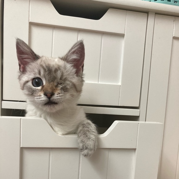 Kittens ๐ป๐ป๐ป - Picture 2 of 16